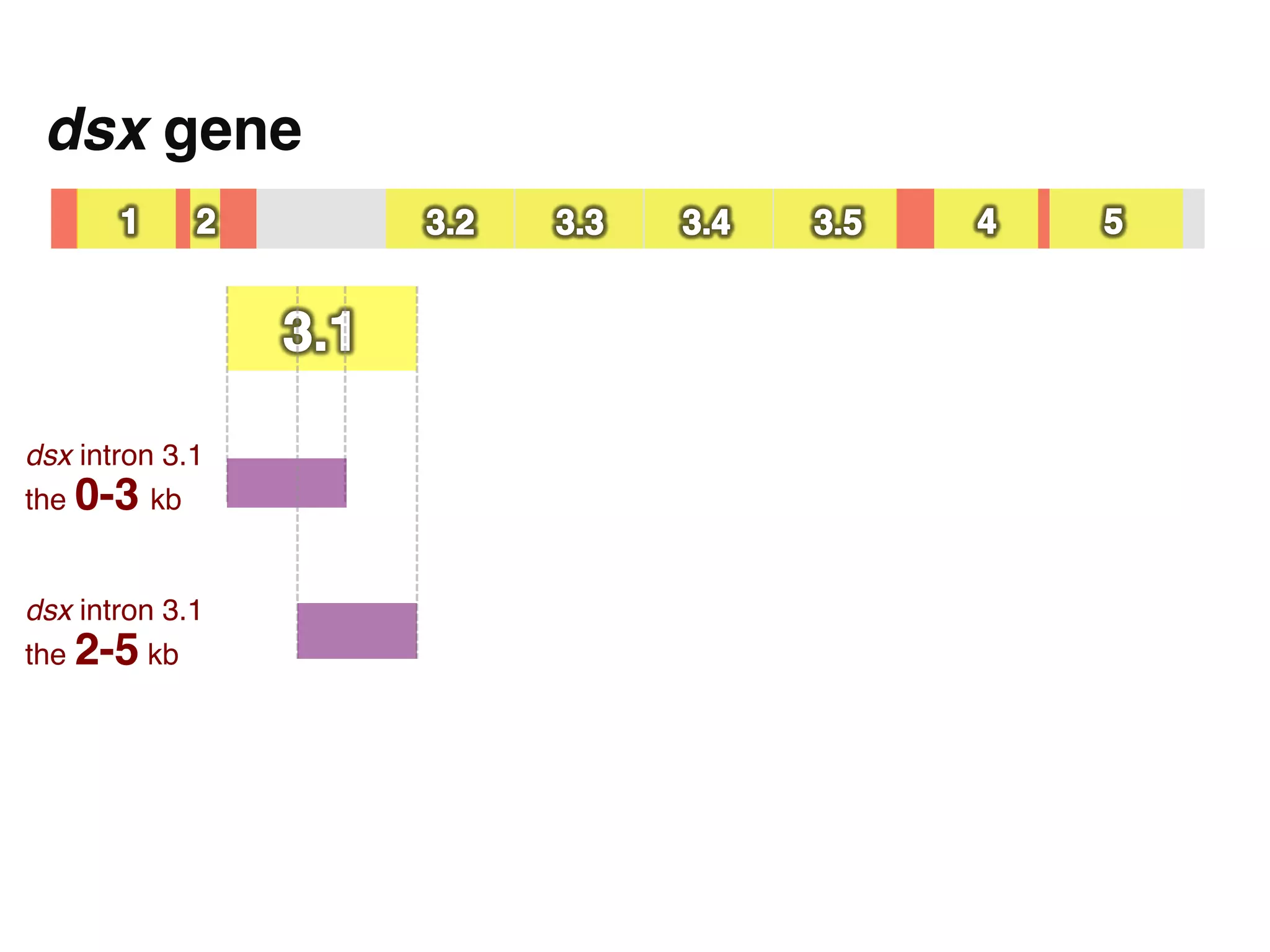dsx gene"




dsx intron 3.1  
the 0-3 kb!


dsx intron 3.1  
the 2-5 kb!
 