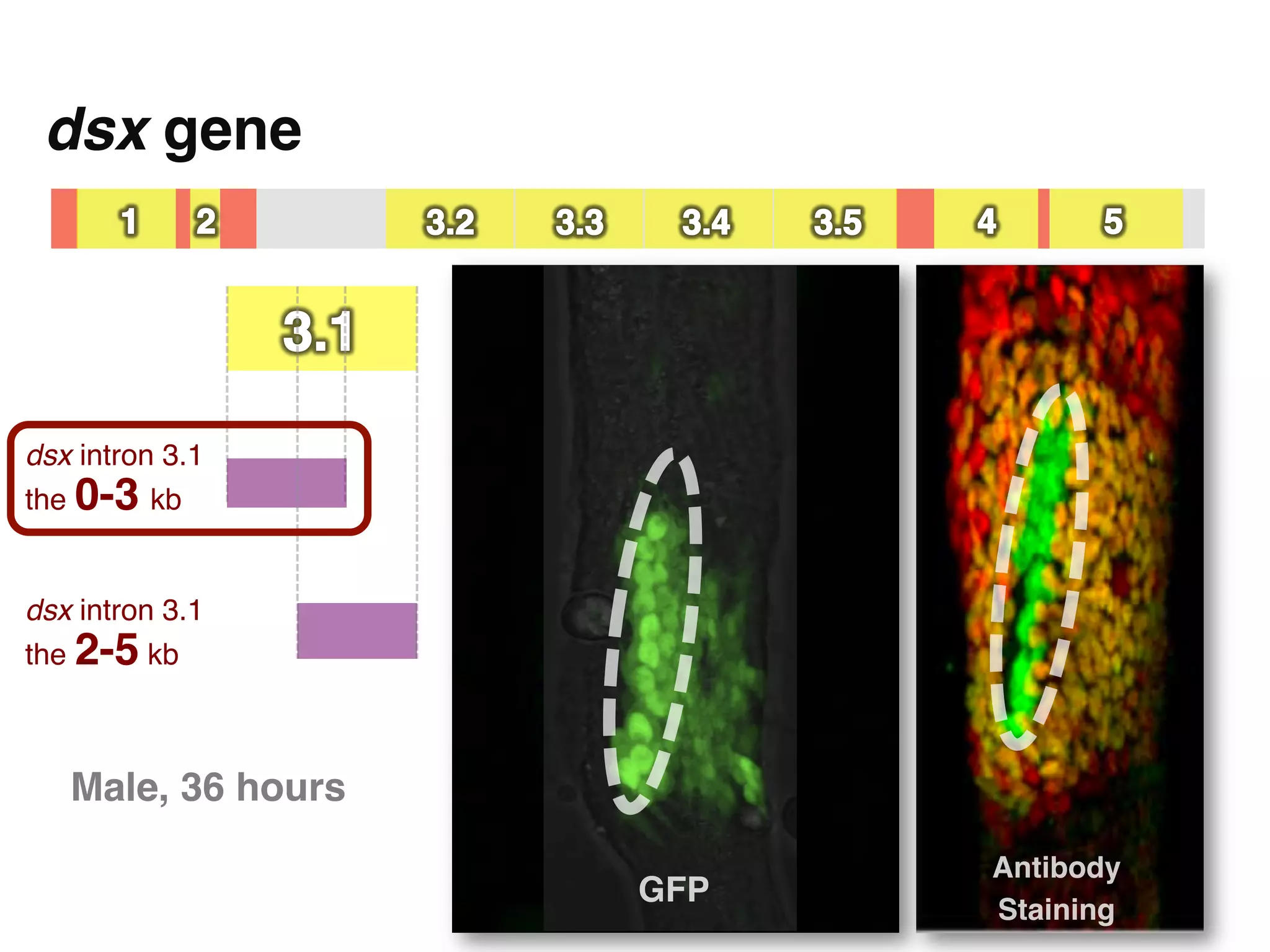 dsx gene"




dsx intron 3.1  
the 0-3 kb!


dsx intron 3.1  
the 2-5 kb!



   Male, 36 hours"
                            Antibody
                     GFP"
                            Staining"
 