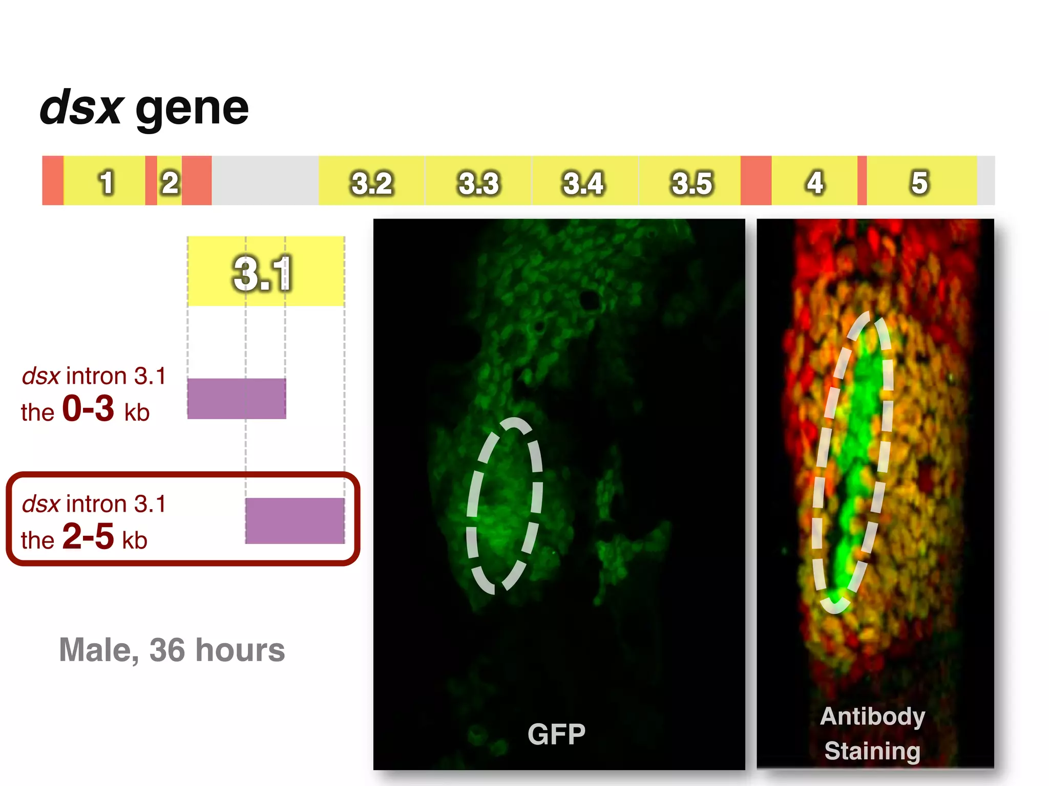 dsx gene"




dsx intron 3.1  
the 0-3 kb!


dsx intron 3.1  
the 2-5 kb!



   Male, 36 hours"
                            Antibody
                     GFP"
                            Staining"
 