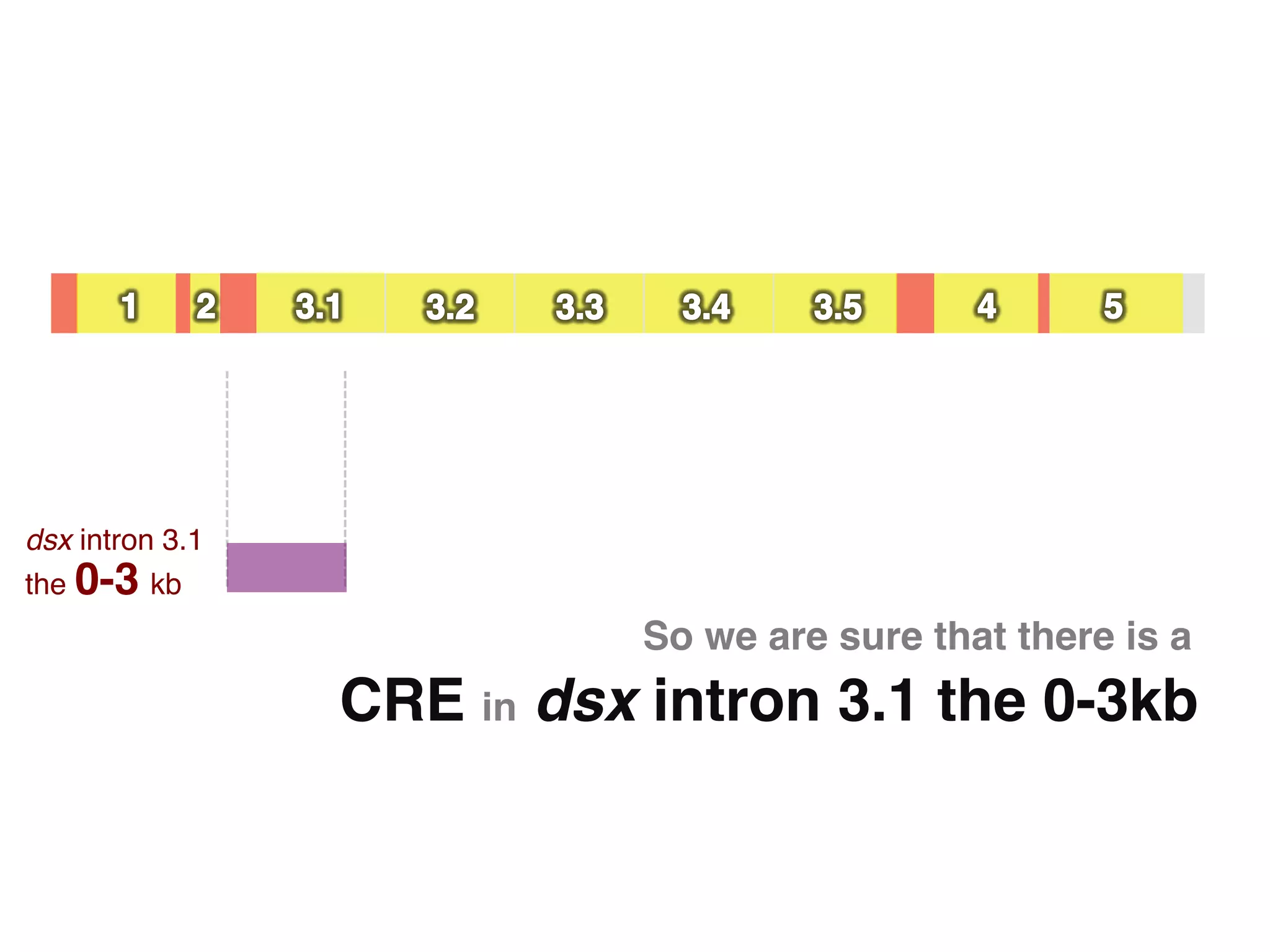 dsx intron 3.1  
the 0-3 kb!
                              So we are sure that there is a "
                   CRE in dsx intron 3.1 the 0-3kb"
 