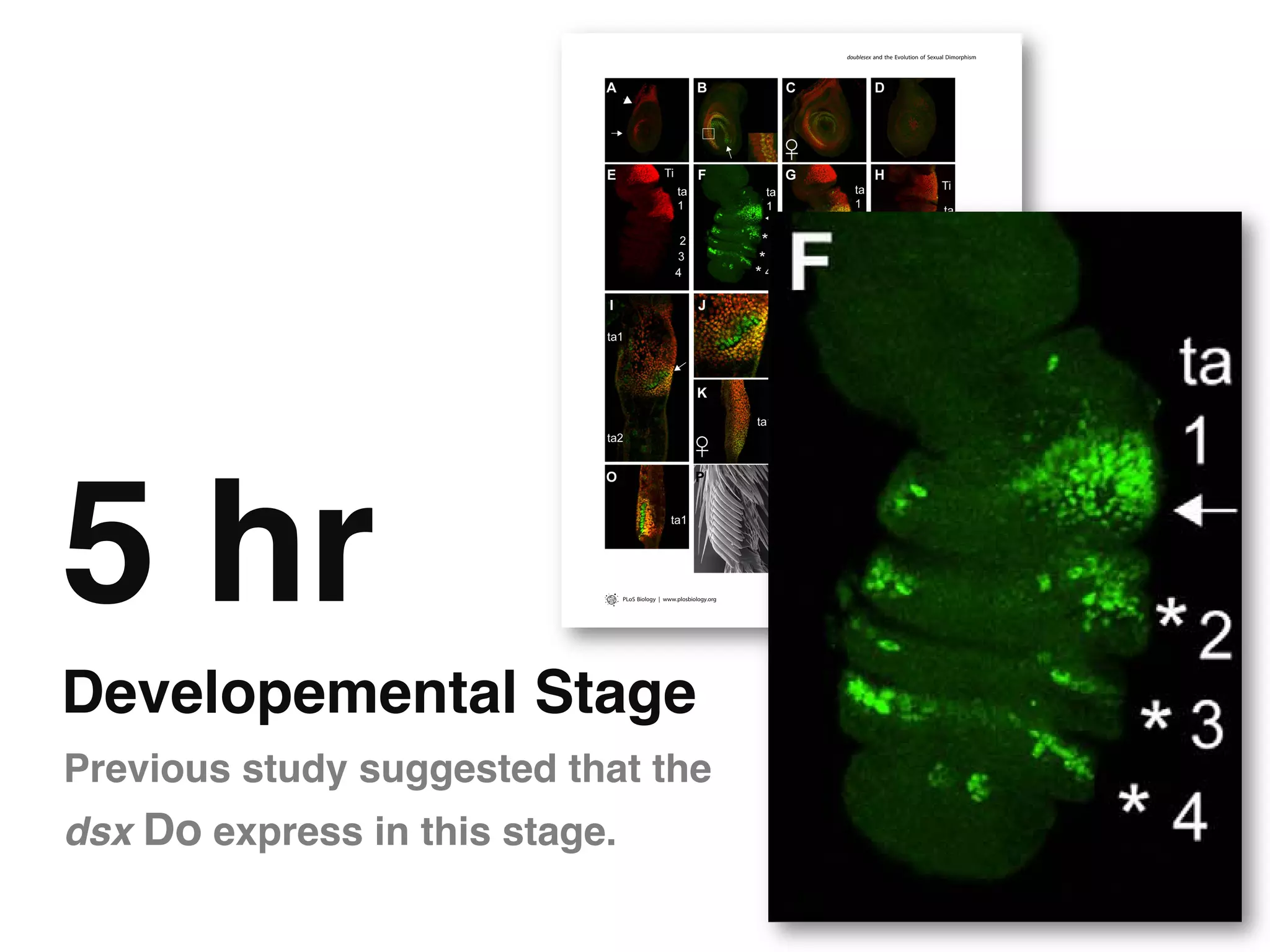 doublesex and the Evolution of Sexual Dimorphism




5 hr                         PLoS Biology | www.plosbiology.org   3     August 2011 | Volume 9 | Issue 8 | e1001131




Developemental Stage"
Previous study suggested that the
dsx Do express in this stage."
 