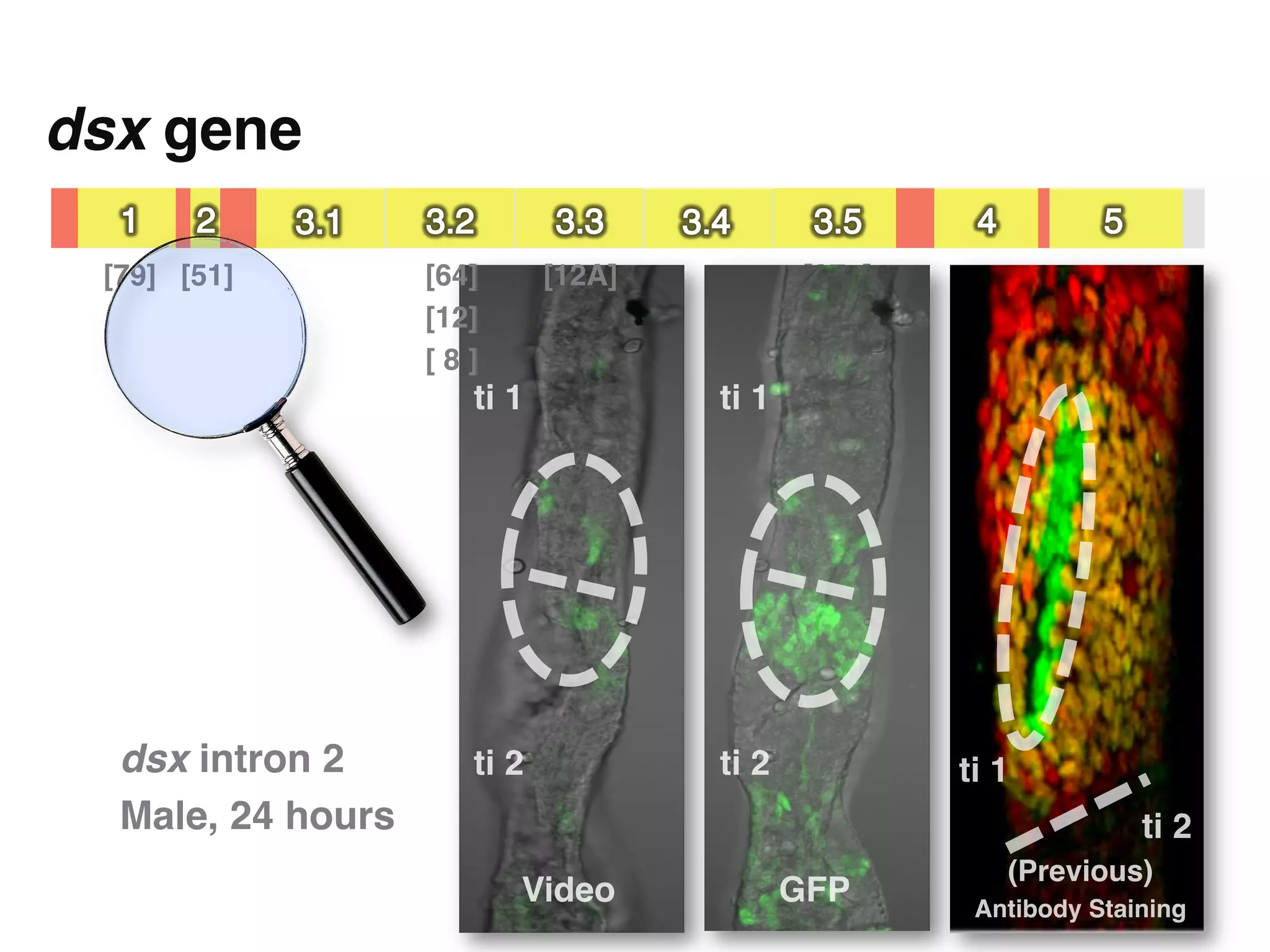 dsx gene"

 [79]! [51]!        [64]!       [12A]!           [27c]!
                    [12]!
                    [ 8 ]!
                        ti 1"            ti 1"




  dsx intron 2          ti 2"            ti 2"            ti 1"
  Male, 24 hours"                                                       ti 2"
                                                              (Previous)
                             Video"          GFP"          Antibody Staining"
 