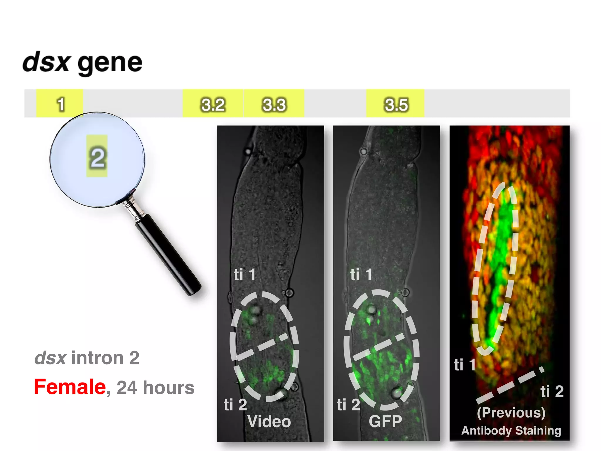 ti 1"         ti 1"




dsx intron 2                                    ti 1"
Female, 24 hours"                                             ti 2"
                    ti 2"        ti 2"              (Previous)
                        Video"           GFP"    Antibody Staining"
 