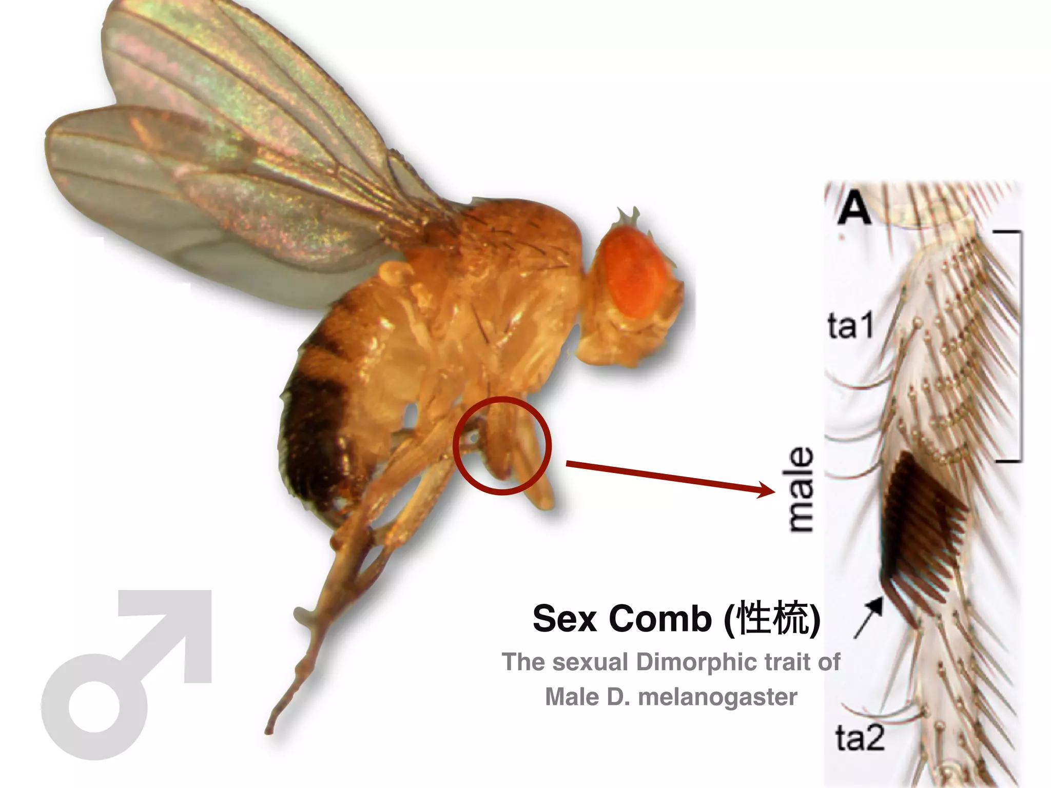 ♂	

         Sex Comb (性梳)"
       The sexual Dimorphic trait of
          Male D. melanogaster"
 