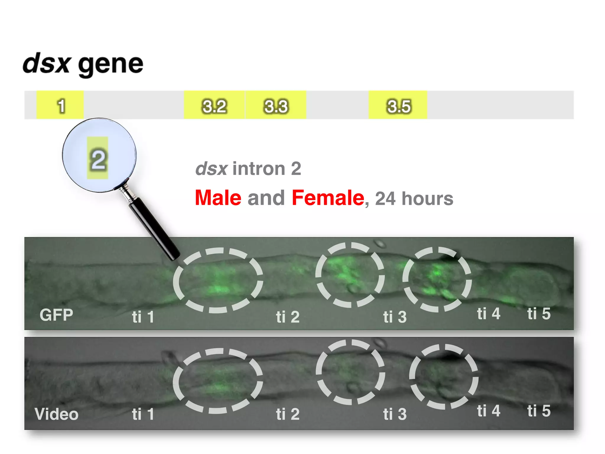 dsx intron 2  
                 Male and Female, 24 hours"




GFP"     ti 1"             ti 2"   ti 3"      ti 4"   ti 5"




Video"   ti 1"             ti 2"   ti 3"      ti 4"   ti 5"
 