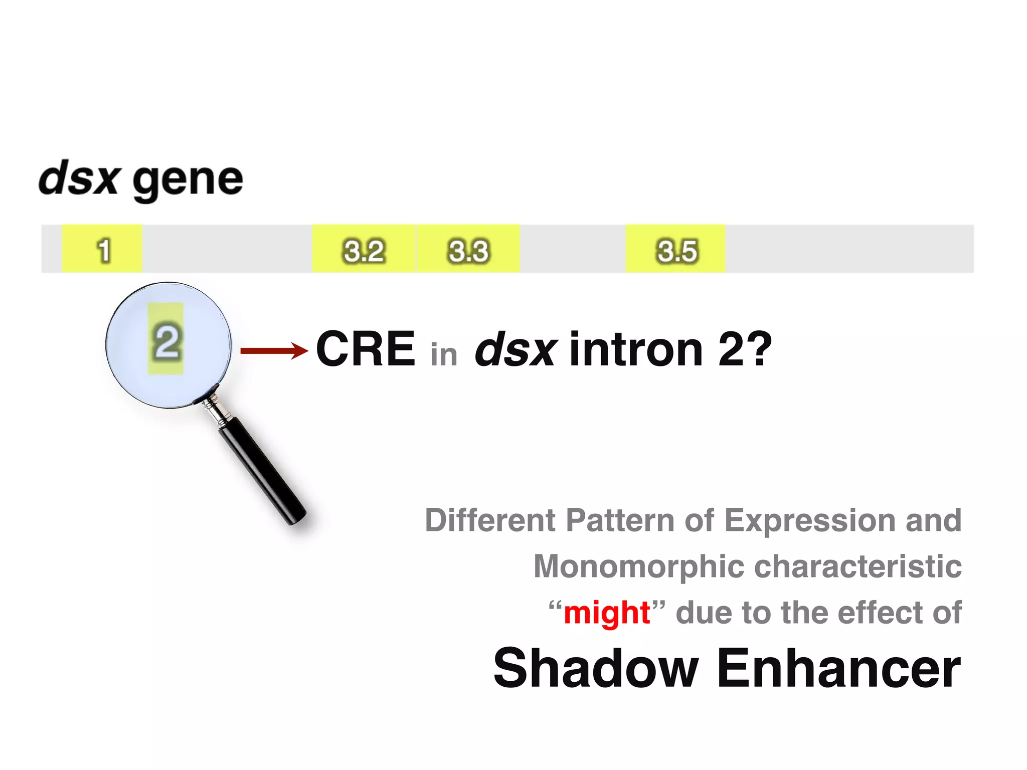 CRE in dsx intron 2?"


    Different Pattern of Expression and
           Monomorphic characteristic
            “might” due to the effect of"
        Shadow Enhancer"
 