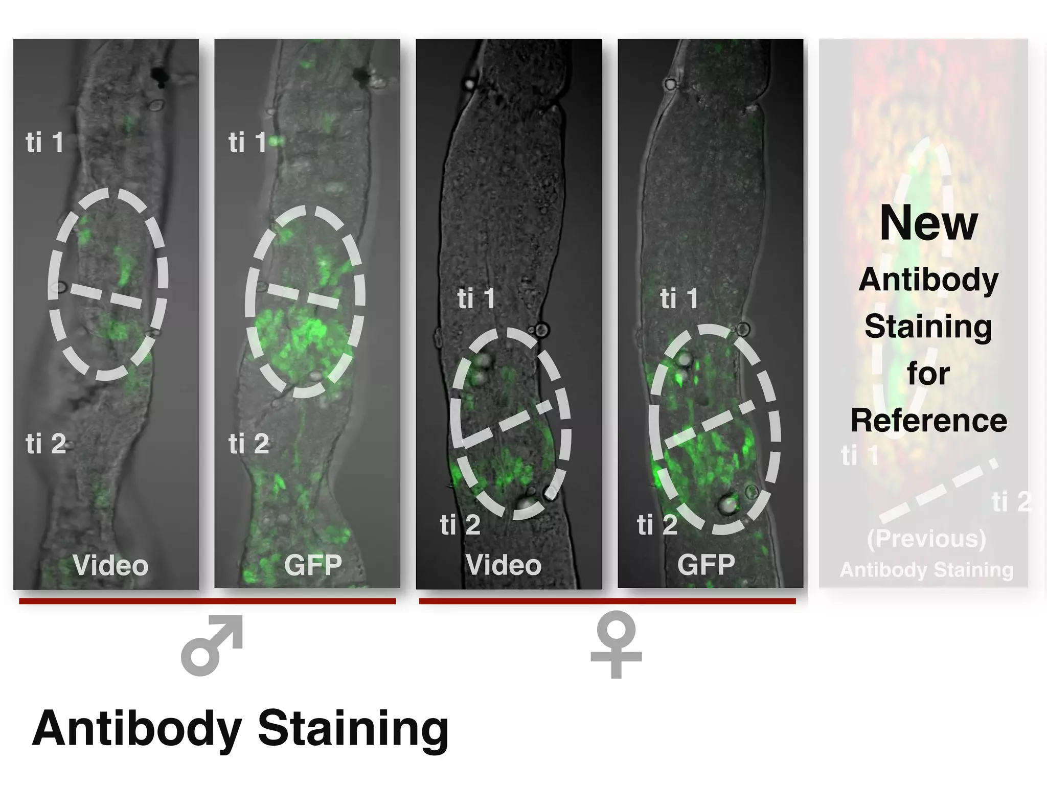 ti 1"          ti 1"


                                                          New  
                                                        Antibody
                               ti 1"         ti 1"
                                                         Staining
                                                            for
                                                        Reference"
ti 2"          ti 2"                                   ti 1"
                                                                      ti 2"
                              ti 2"         ti 2"        (Previous)
    Video"             GFP"      Video"         GFP"   Antibody Staining"



             ♂	

                         ♀	

Antibody Staining"
 