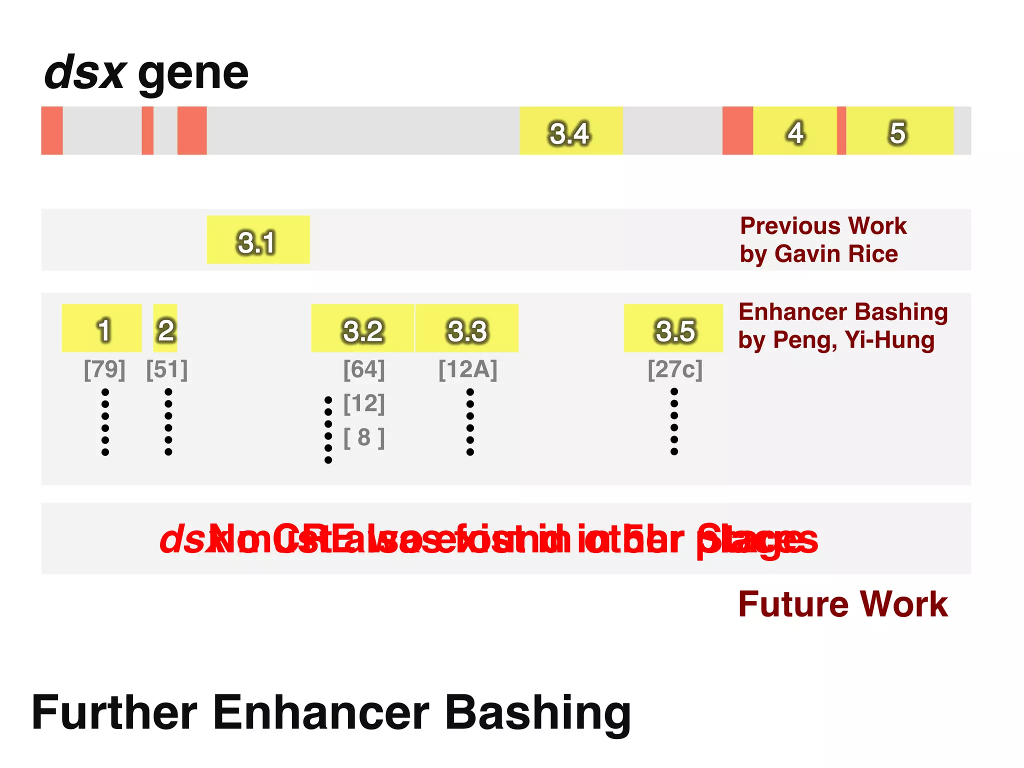 dsx gene"


                                                Previous Work  
                                                by Gavin Rice!

                                                Enhancer Bashing  
                                                by Peng, Yi-Hung!
  [79]! [51]!        [64]!    [12A]!   [27c]!




                                        ……	

          ……	





                               ……	

  ……	





                     [12]!
                  ……	



                     [ 8 ]!



          dsx must also exist in in 5hr places !
            No CRE was found other Stage!
                                                Future Work!


Further Enhancer Bashing"
 