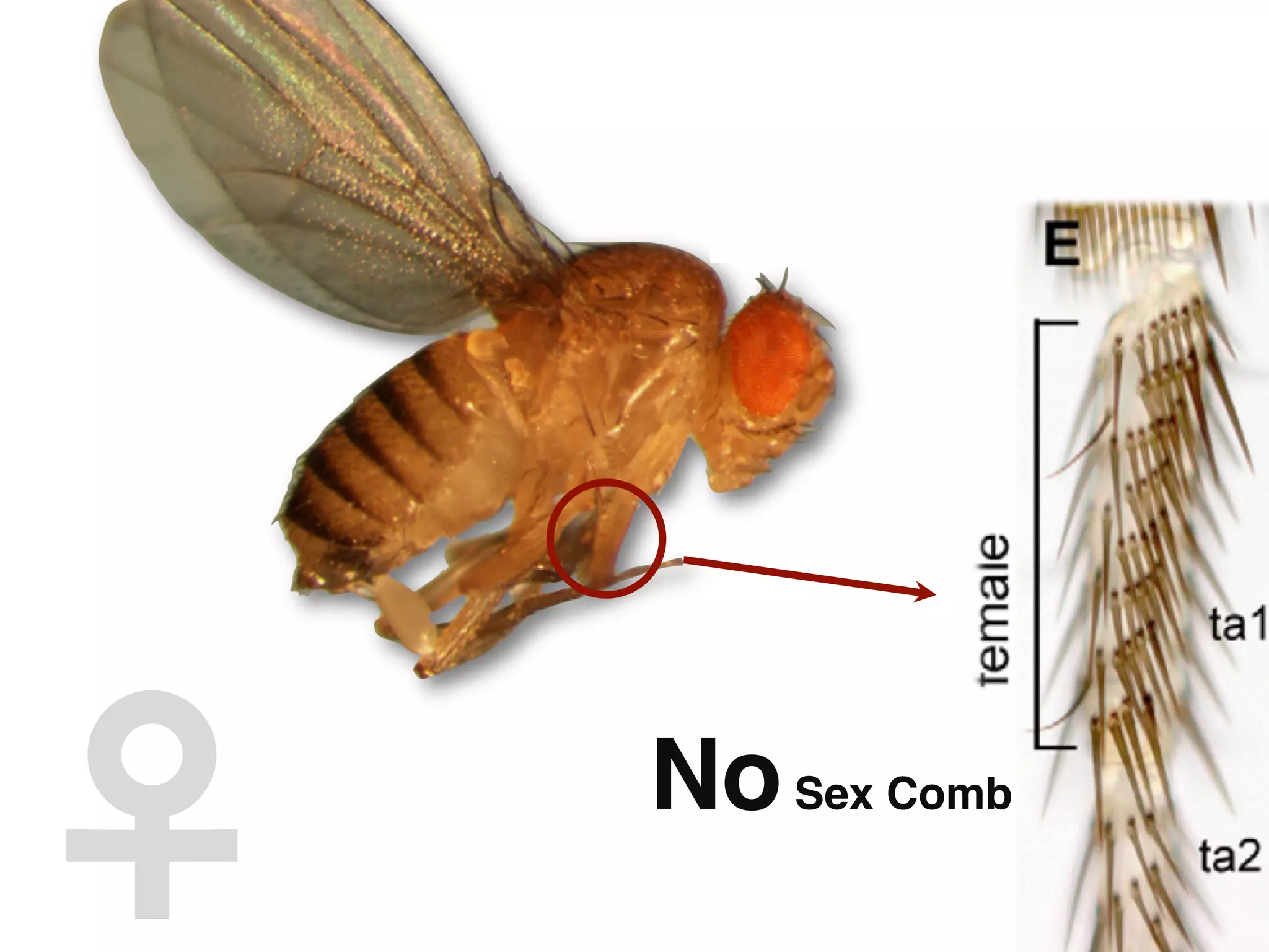 ♀	

   No Sex Comb"
 