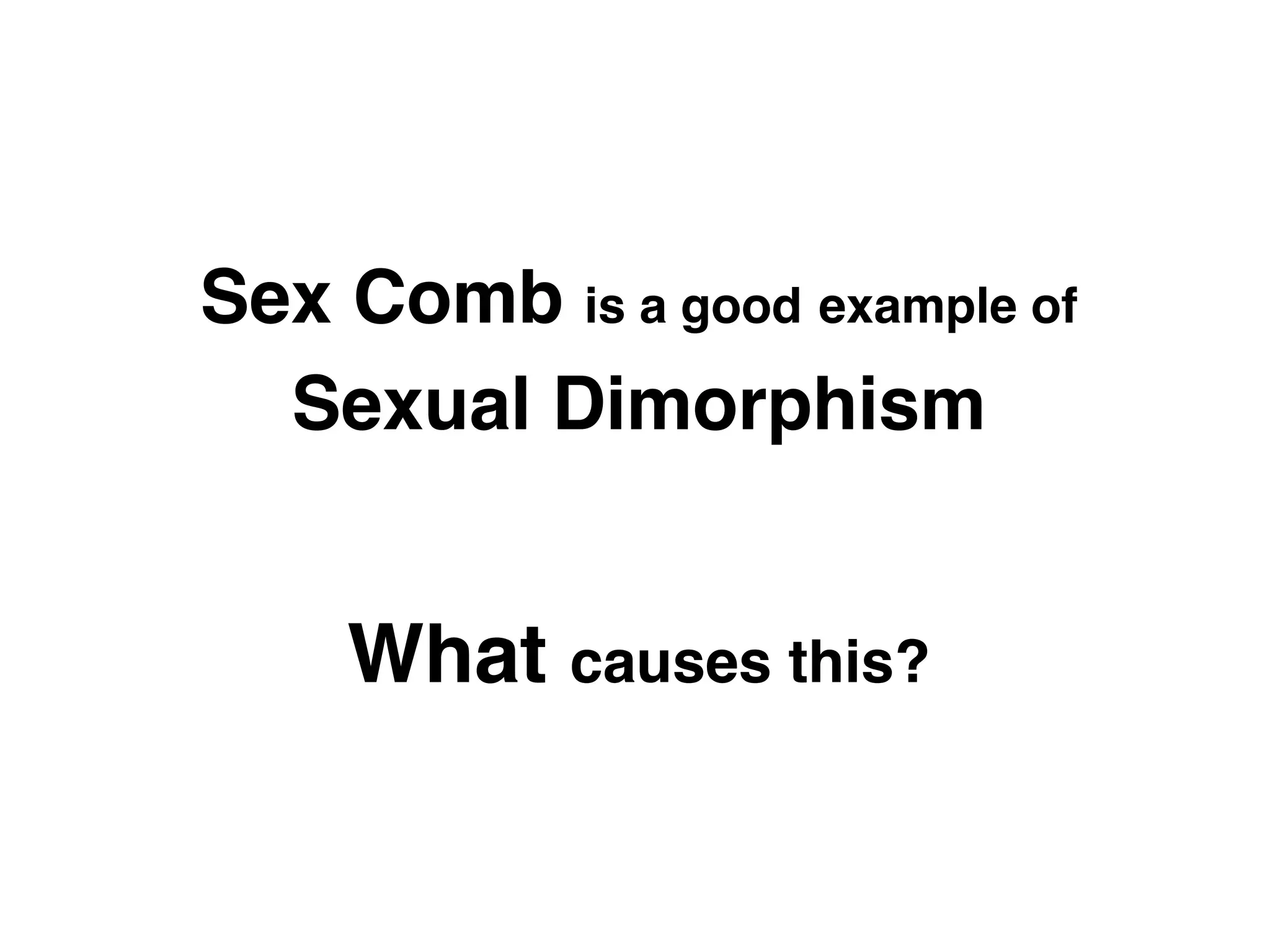 Sex Comb is a good example of  
  Sexual Dimorphism!


     What causes this?!
 
