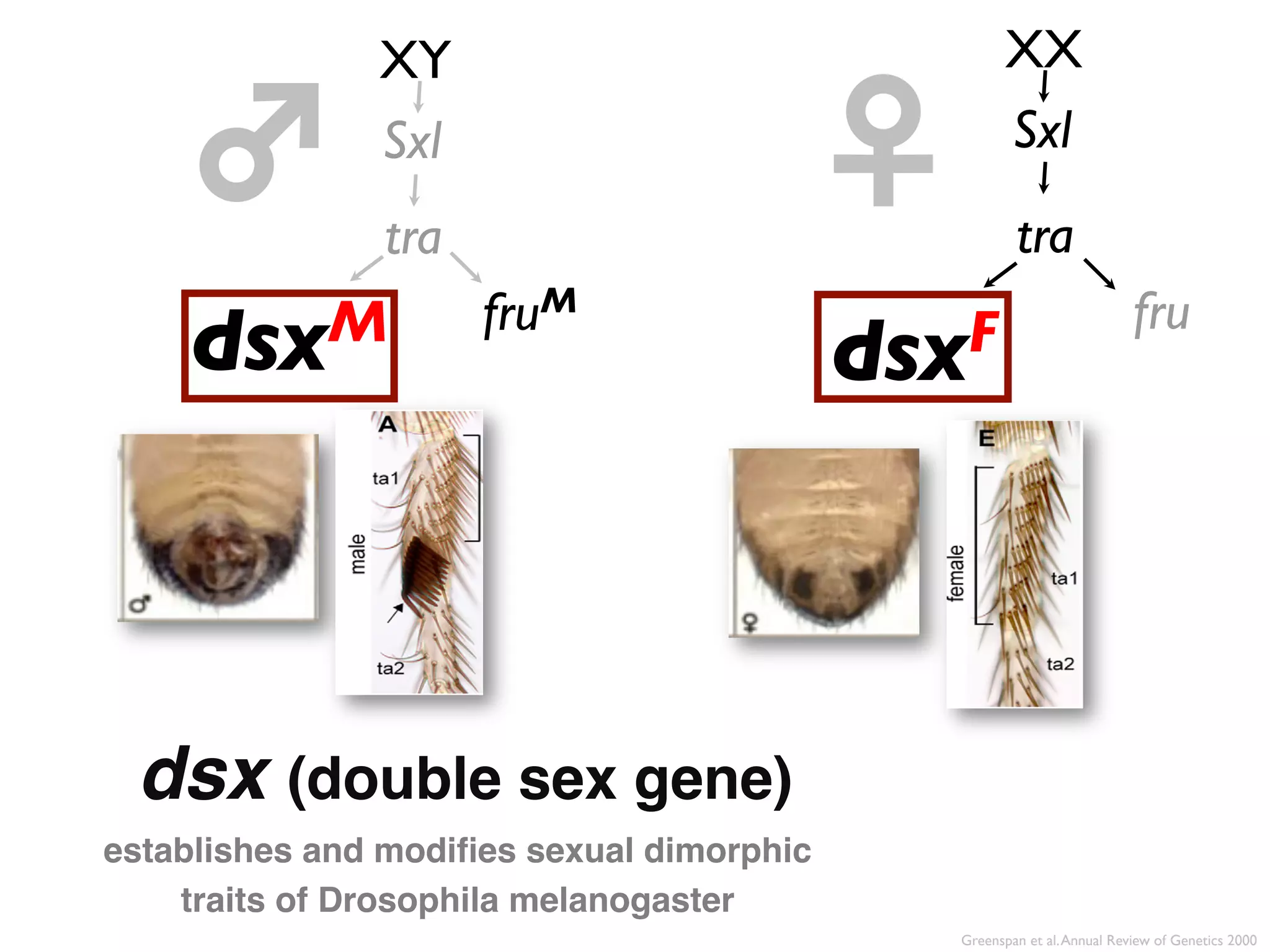 XY	

                                   XX	


    ♂	

       Sxl	

               tra	

                                           ♀	

        Sxl	

                                                         tra	

                        fru M	

                                            fru	

    dsx M	

                                   F	

                                           dsx



 dsx (double sex gene)                "


establishes and modiﬁes sexual dimorphic
    traits of Drosophila melanogaster"
                                                Greenspan et al. Annual Review of Genetics 2000	

 