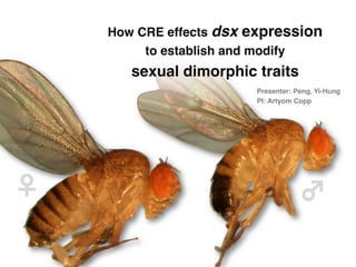 How CRE effects dsx expression           
            to establish and modify  
          sexual dimorphic traits"
                           Presenter: Peng, Yi-Hung"
                           PI: Artyom Copp"




♀	

                                   ♂	

 