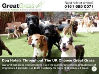 Find Out How Great Grass Creating Thousands of Happy Pets & Pet Owners