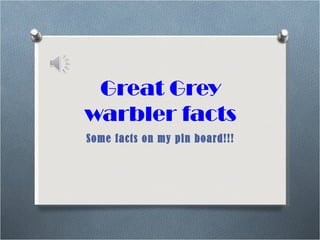Great Grey
warbler facts
Some facts on my pin board!!!
 