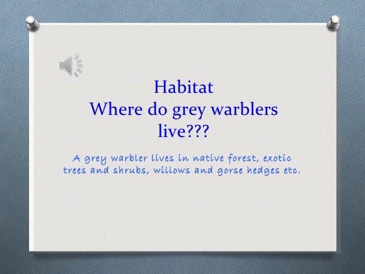 great grey warbler facts great grey warbler facts