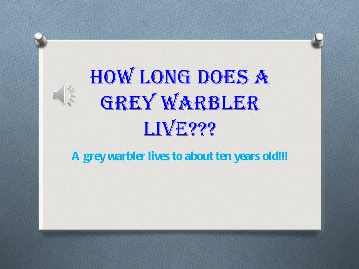 great grey warbler facts great grey warbler facts