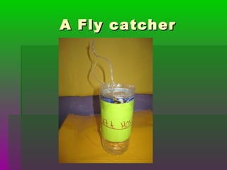 A Fly catcherA Fly catcher
 