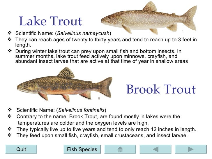 Great Lakes Basin Ecosystem