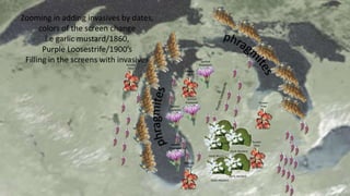 Zooming in showing
Land Use changesZooming in adding invasives by dates,
colors of the screen change
i.e garlic mustard/1860,
Purple Loosestrife/1900’s
Filling in the screens with invasives
Russian
Olive
Russian
Olive
Russian
Olive
Russian
Olive
Russian
Olive
Spotted
Knapweed
Spotted
Knapweed
Spotted
Knapweed
Spotted
Knapweed
Garlic Mustard
Garlic Mustard
Garlic Mustard
Garlic Mustard
Garlic Mustard
 