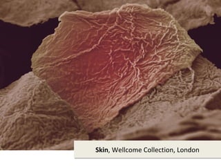 Skin, Wellcome Collection, London
 