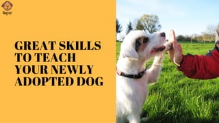 GREAT SKILLS
TO TEACH
YOUR NEWLY
ADOPTED DOG 
 