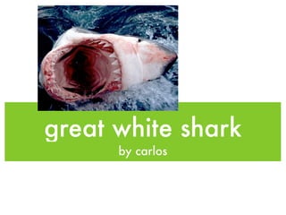 great white shark
      by carlos
 