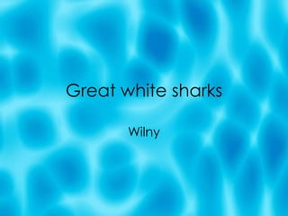 Great white sharks Wilny 