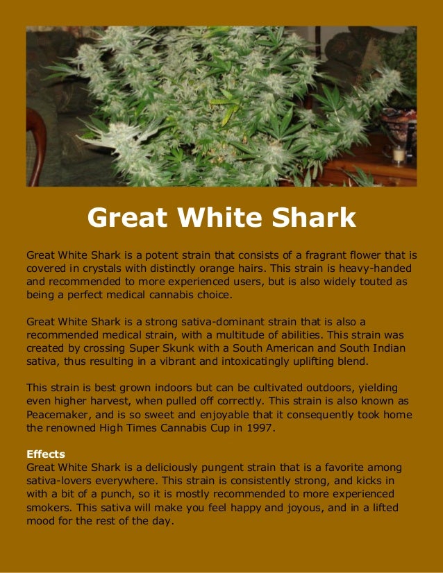 The Benefits Of Great White Shark