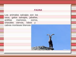 FAUNA

Los animales salvajes son los
osos, gatos salvajes, jabalíes,
ardillas  marrones,     zorros,
chacales ciervos, lobos y
cabras montesas blancas
 