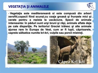 VEGETAŢIA ŞI ANIMALELE
- Vegetaţia este mediteraneană si este compusă din arbori
xerofiti,copacii fiind scunzi,cu coaja groasă şi frunzele mici şi
cerate pentru a rezista la uscăciune. Specii de animale
interesante: în păduri sunt urşi bruni şi râşi, animale aflate deja
pe cale dispariţie. Pe teritoriul Greciei trăiesc şi alte animale
ajunse rare în Europa de Vest, cum ar fi lupii, căprioarele,
caprele sălbatice numite kri-kri, vulpile sau porcii mistreţi.
Capra Kri kri
 