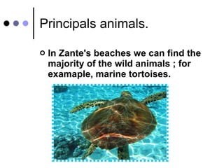 Principals animals. In Zante's beaches we can find the majority of the wild animals ; for examaple, marine tortoises. 