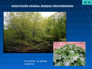 VEGETACIÓN GRIEGA: BOSQUE MEDITERRÁNEO
El acanto: la planta
nacional
 