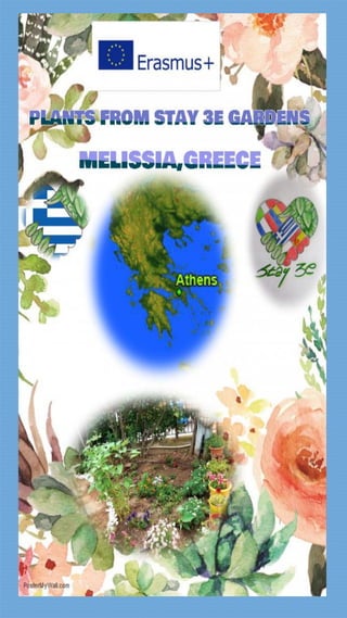 Greece - 10 plants from Greek garden