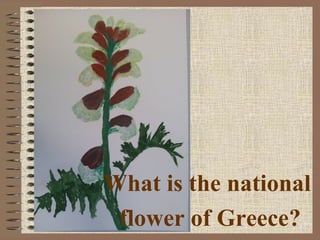 What is the national
flower of Greece?
 