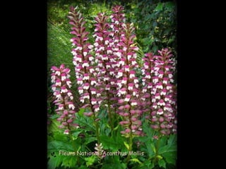 Fleurs National Acanthus Mollis
 