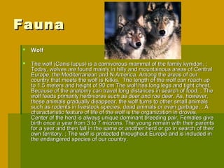 Fauna
   Wolf

   The wolf (Canis lupus) is a carnivorous mammal of the family kynidon. ;
    Today, wolves are found mainly in hilly and mountainous areas of Central
    Europe, the Mediterranean and N America. Among the areas of our
    country that meets the wolf is Kilkis. The length of the wolf can reach up
    to 1.5 meters and height of 90 cm The wolf has long legs and tight chest.
    Because of the anatomy can travel long distances in search of food. ; The
    wolf feeds primarily herbivores such as deer and roe deer. As, however,
    these animals gradually disappear, the wolf turns to other small animals
    such as rodents in livestock species, dead animals or even garbage. ; A
    characteristic feature of life of the wolf is the organization in droves.
    Center of the herd is always unique dominant breeding pair. Females give
    birth once a year from 3 to 7 microns. The young remain with their parents
    for a year and then fall in the same or another herd or go in search of their
    own territory. ; The wolf is protected throughout Europe and is included in
    the endangered species of our country.
 