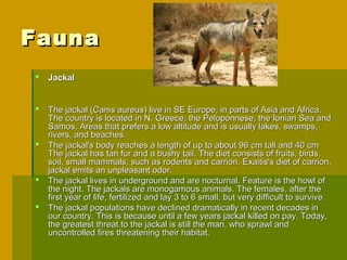 Fauna
   Jackal


   The jackal (Canis aureus) live in SE Europe, in parts of Asia and Africa.
    The country is located in N. Greece, the Peloponnese, the Ionian Sea and
    Samos. Areas that prefers a low altitude and is usually lakes, swamps,
    rivers, and beaches.
   The jackal's body reaches a length of up to about 96 cm tall and 40 cm
    The jackal has tan fur and a bushy tail. The diet consists of fruits, birds,
    soil, small mammals, such as rodents and carrion. Exaitis's diet of carrion,
    jackal emits an unpleasant odor.
   The jackal lives in underground and are nocturnal. Feature is the howl of
    the night. The jackals are monogamous animals. The females, after the
    first year of life, fertilized and lay 3 to 6 small, but very difficult to survive.
   The jackal populations have declined dramatically in recent decades in
    our country. This is because until a few years jackal killed on pay. Today,
    the greatest threat to the jackal is still the man, who sprawl and
    uncontrolled fires threatening their habitat.
 