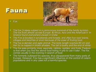 Fauna
   Fox


   The fox (Vulpes vulpes) is a carnivorous mammal of the family kynidon.
    The fox lives almost across Europe, N Africa, Asia and the Americas II. In
    Greece found everywhere except in Crete.
   The Fox is located in scrublands and forests, and often live near towns,
    villages and beaches or even because of the ease of finding food.
   The fox is slender and agile animal. The body length reaches 90 cm and
    Her fur is napped in brown shades. The tail is bushy and the end of white.
   The fox eats primarily mice, squirrels, rabbits, reptiles, and fruits. Feature
    is that when you find the above food hiding in pits to use it later. The fox
    comes usually in the evening in search of food.
   The formerly outlawed fox species, thus disappeared from many parts of
    Europe. However, Fox has a significant influence on the control of rodent
    populations and in any case not a harmful species.
 