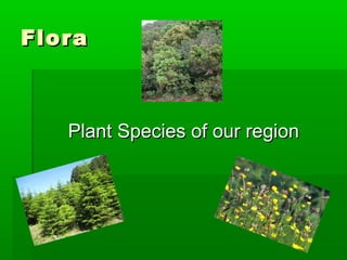 Flora



   Plant Species of our region
 