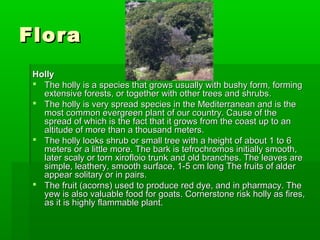 Flora
 Holly
  The holly is a species that grows usually with bushy form, forming
   extensive forests, or together with other trees and shrubs.
  The holly is very spread species in the Mediterranean and is the
   most common evergreen plant of our country. Cause of the
   spread of which is the fact that it grows from the coast up to an
   altitude of more than a thousand meters.
  The holly looks shrub or small tree with a height of about 1 to 6
   meters or a little more. The bark is tefrochromos initially smooth,
   later scaly or torn xirofloio trunk and old branches. The leaves are
   simple, leathery, smooth surface, 1-5 cm long The fruits of alder
   appear solitary or in pairs.
  The fruit (acorns) used to produce red dye, and in pharmacy. The
   yew is also valuable food for goats. Cornerstone risk holly as fires,
   as it is highly flammable plant.
 