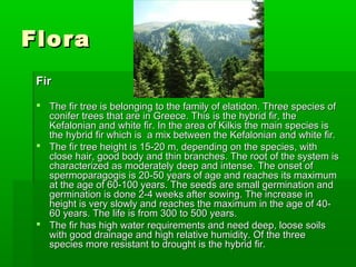 Flora
 Fir

  The fir tree is belonging to the family of elatidon. Three species of
   conifer trees that are in Greece. This is the hybrid fir, the
                                             ​
   Kefalonian and white fir. In the area of Kilkis the main species is
   the hybrid fir which is a mix between the Kefalonian and white fir.
  The fir tree height is 15-20 m, depending on the species, with
   close hair, good body and thin branches. The root of the system is
   characterized as moderately deep and intense. The onset of
   spermoparagogis is 20-50 years of age and reaches its maximum
   at the age of 60-100 years. The seeds are small germination and
   germination is done 2-4 weeks after sowing. The increase in
   height is very slowly and reaches the maximum in the age of 40-
   60 years. The life is from 300 to 500 years.
  The fir has high water requirements and need deep, loose soils
   with good drainage and high relative humidity. Of the three
   species more resistant to drought is the hybrid fir.
 