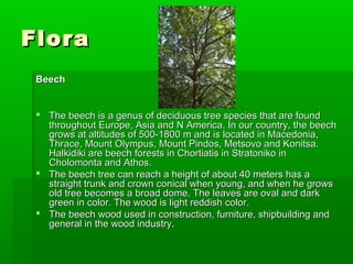 Flora
 Beech


  The beech is a genus of deciduous tree species that are found
   throughout Europe, Asia and N America. In our country, the beech
   grows at altitudes of 500-1800 m and is located in Macedonia,
   Thrace, Mount Olympus, Mount Pindos, Metsovo and Konitsa.
   Halkidiki are beech forests in Chortiatis in Stratoniko in
   Cholomonta and Athos.
  The beech tree can reach a height of about 40 meters has a
   straight trunk and crown conical when young, and when he grows
   old tree becomes a broad dome. The leaves are oval and dark
   green in color. The wood is light reddish color.
  The beech wood used in construction, furniture, shipbuilding and
   general in the wood industry.
 