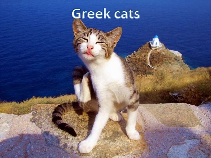 Greek cats