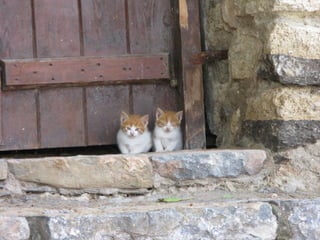 Greek Cats. (Nikos)
