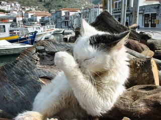 Greek Cats. (Nikos) Slide 27