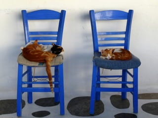 Greek Cats. (Nikos) Slide 3