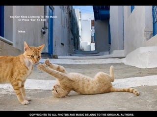 Greek Cats. (Nikos) Slide 30