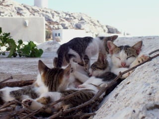 Greek Cats. (Nikos) Slide 8