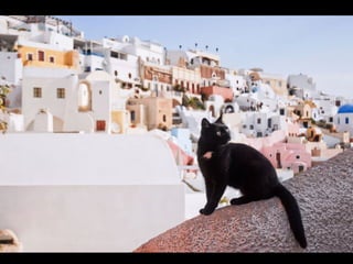 Greek Cats. (Nikos) Slide 9