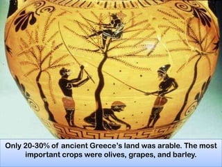 Only 20-30% of ancient Greece‟s land was arable. The most
important crops were olives, grapes, and barley.

 
